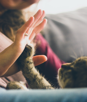 cat and hand