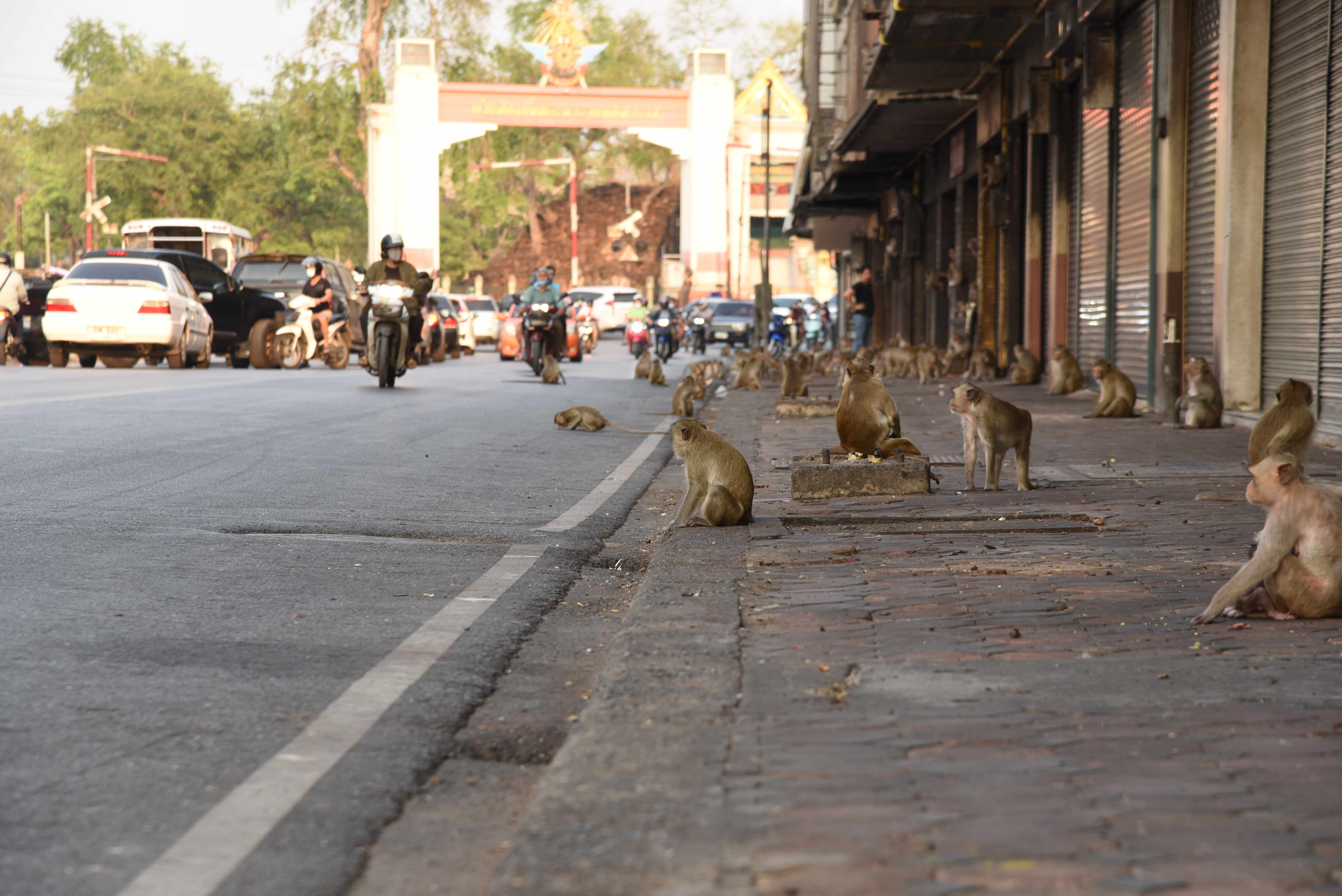 Monkey Situation in Thailand 2